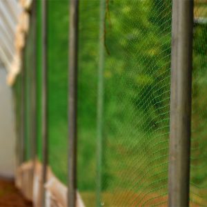 Birds Net