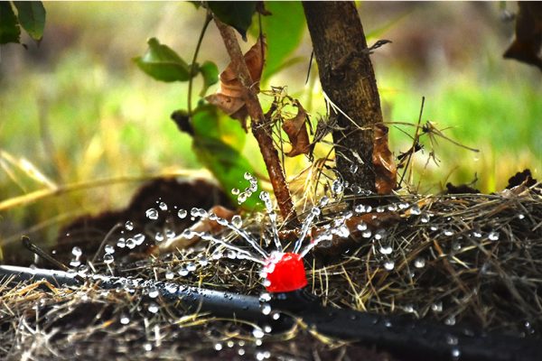 Drip Irrigation System Kit - 2 Driplines Per Bed