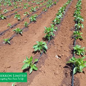 5-acre drip irrigation system