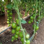 Tomato Drip Irrigation Kits