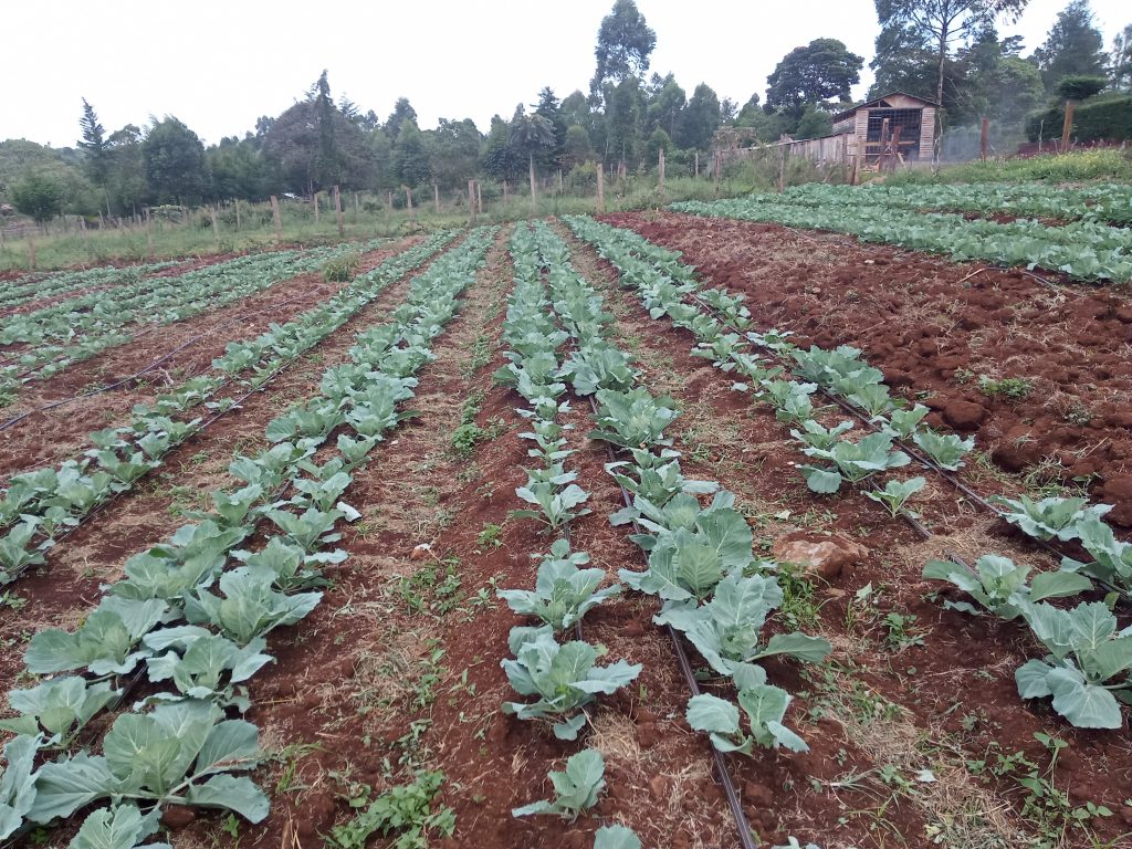 5-acre drip irrigation system