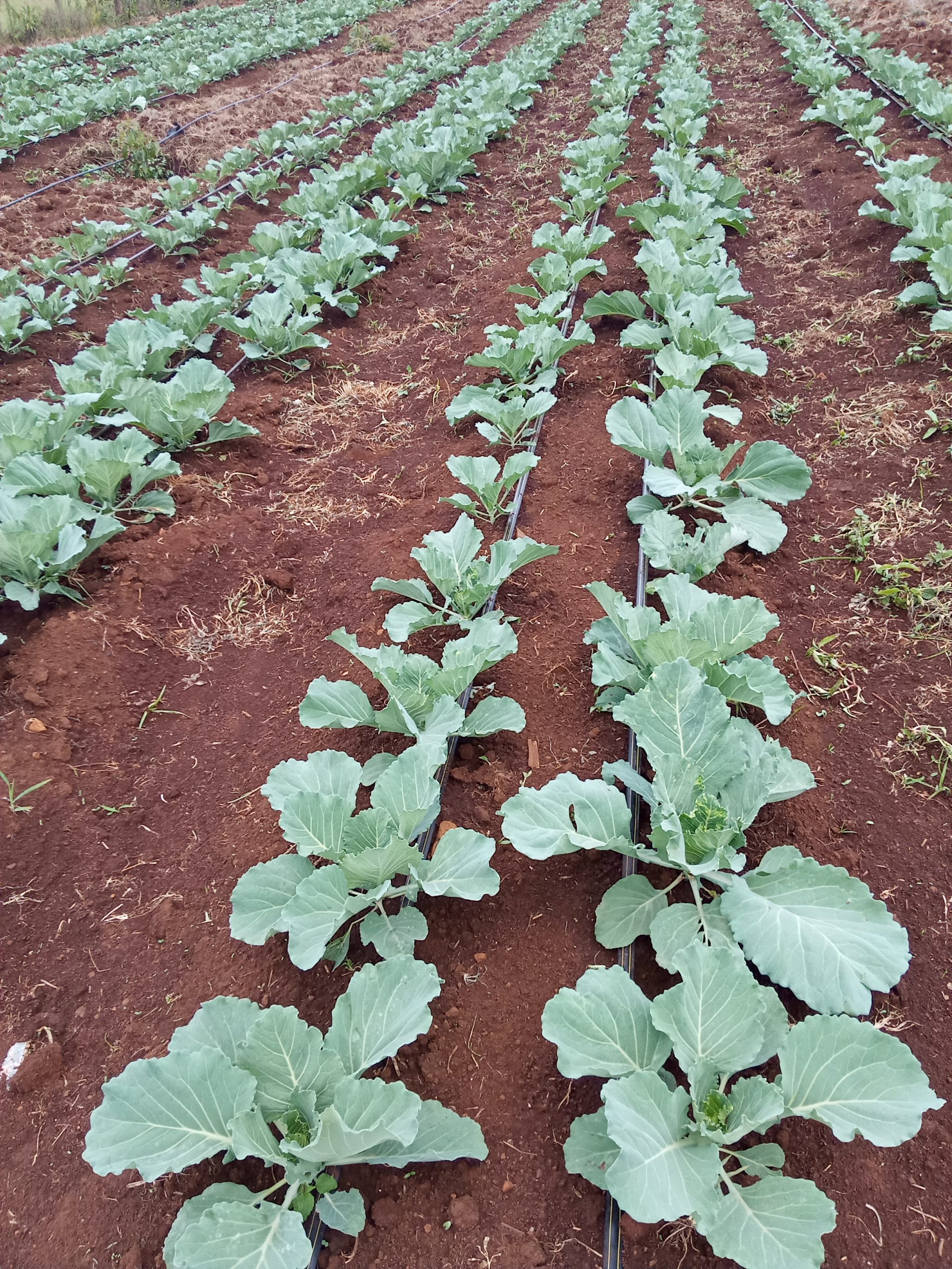 Cabbages under drip irrigation