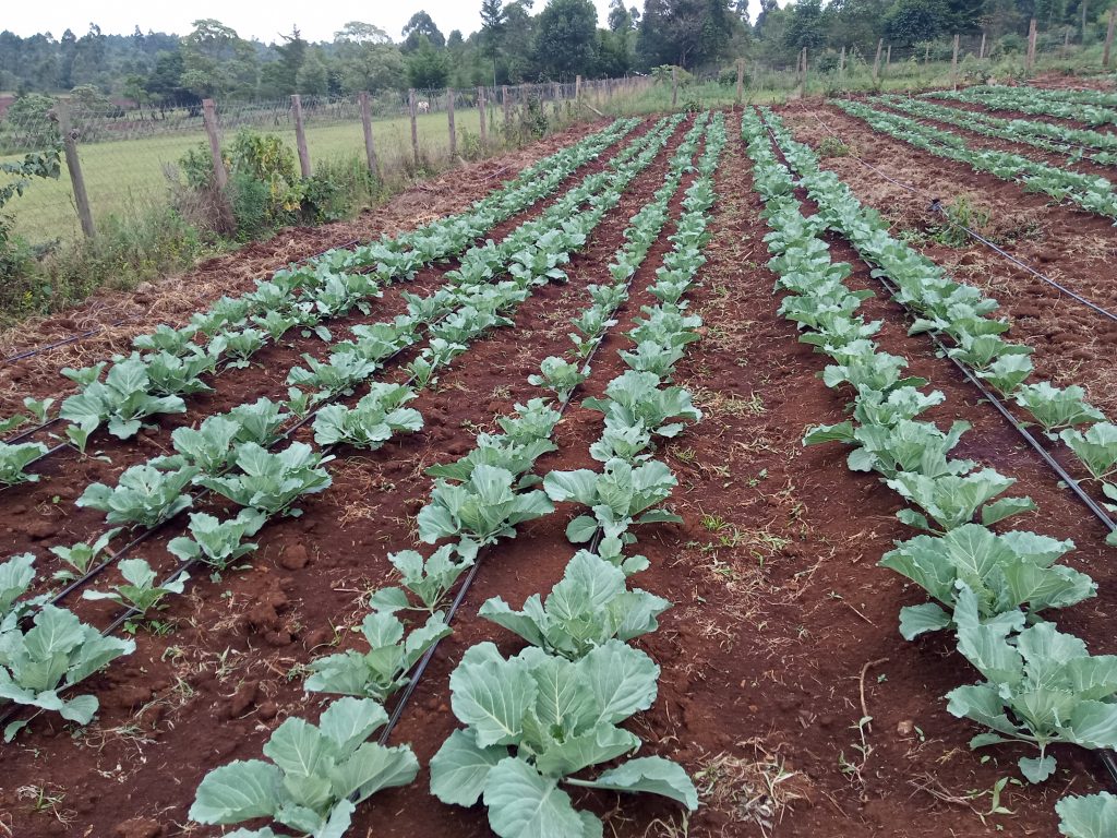Drip Irrigation