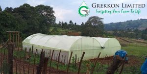 yellow greenhouse cover