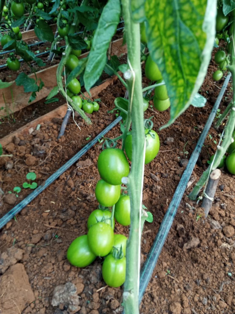 Tomato irrigation