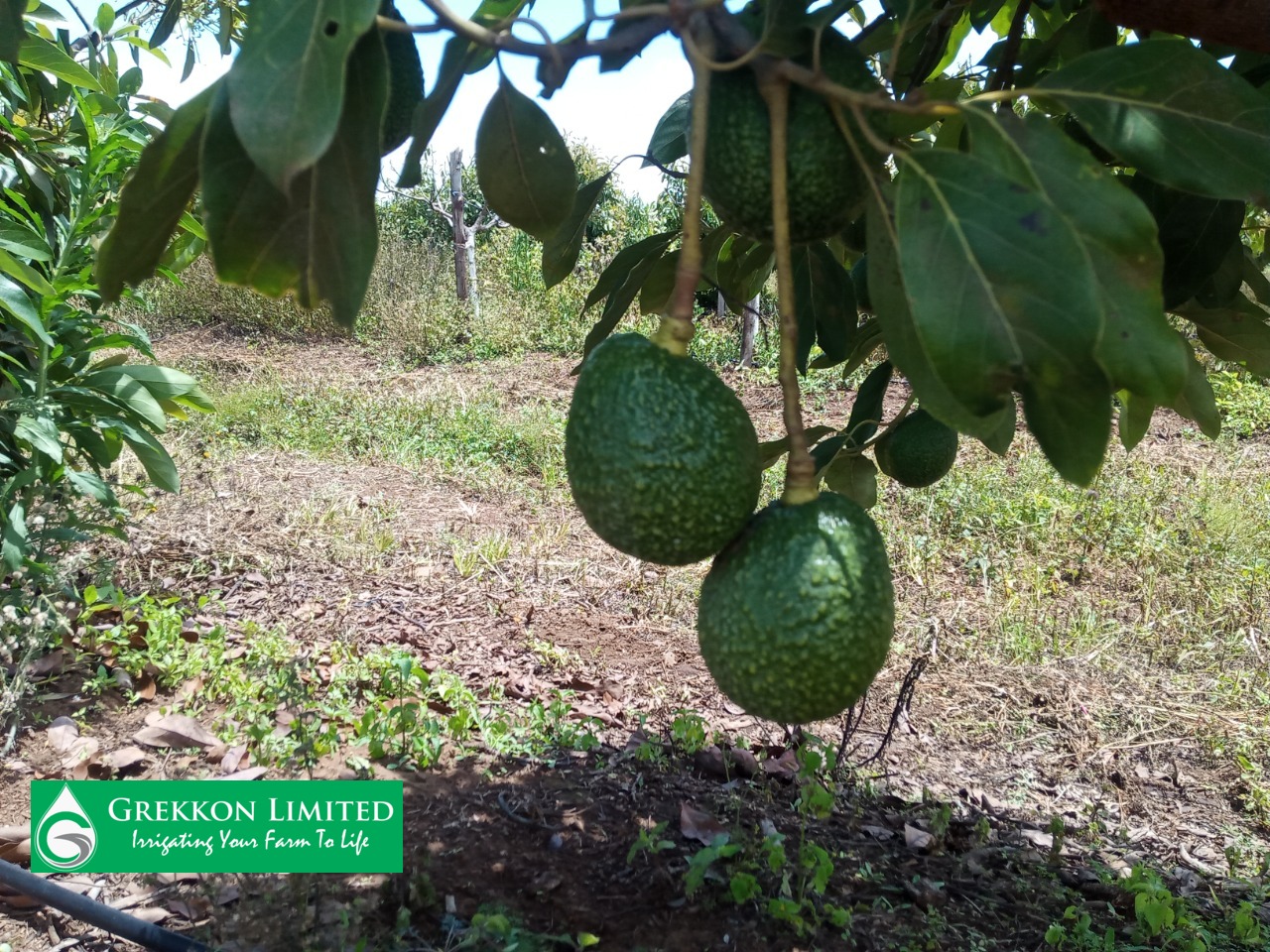 Avocado irrigation in Kenya Avocado Sprinkler 0711 895 635