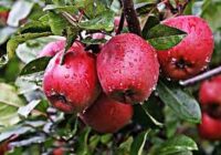 Apple Farming in Kenya