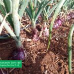 Onion Drip Irrigation Kits