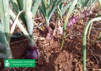 Onion Drip Irrigation Kits