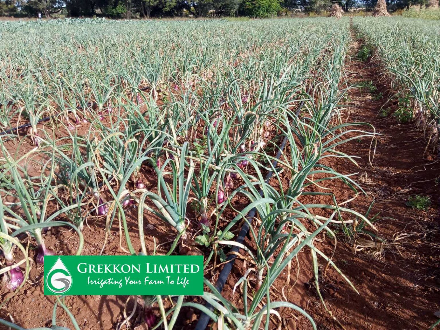 Onion Drip Irrigation Kits 0711 895 635 Grekkon Limited
