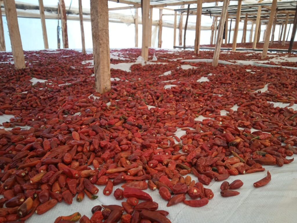 vegetable drying in Kenya