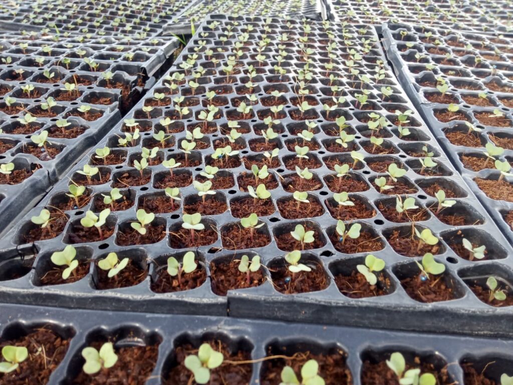 Cabbage seedlings in a nursery