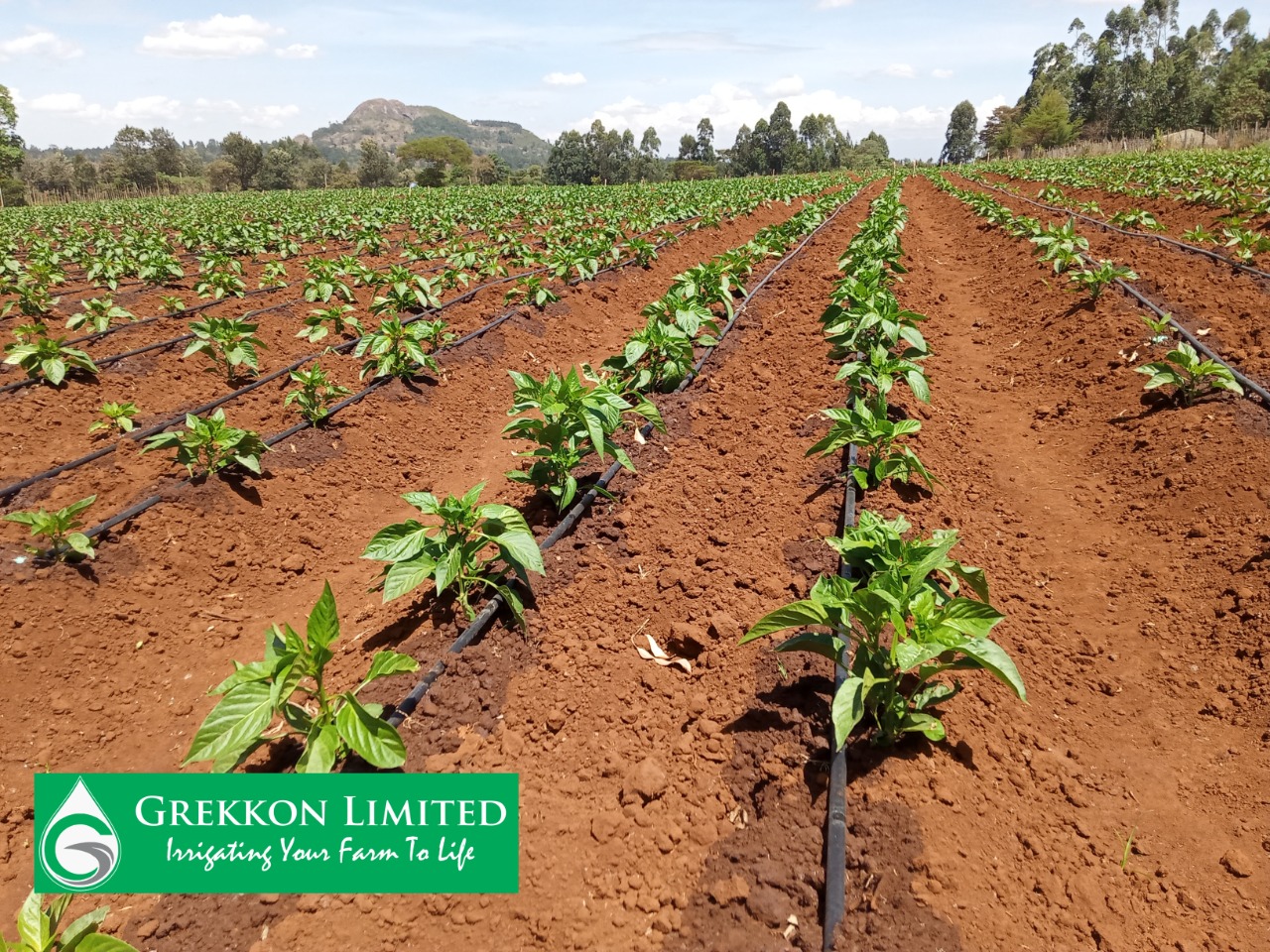Irrigation Hub Kenya