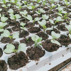 Seedling Trays in Kenya