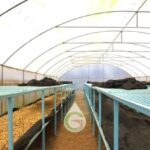 Coffee Solar Dryer