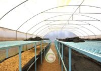 Coffee Solar Dryer