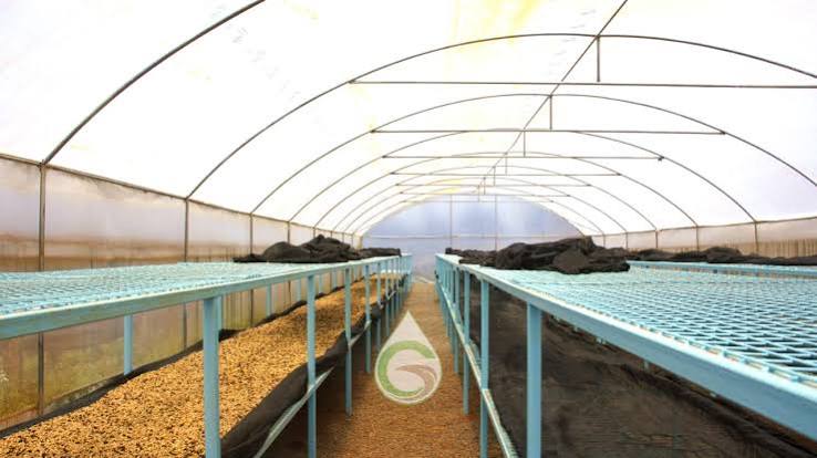 Coffee Solar Dryer